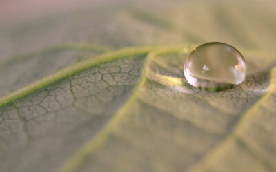 The Essential Oil of the Holy Spirit: One Drop of His Sweetness